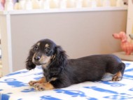 Kaninchen_Dachshund_18919