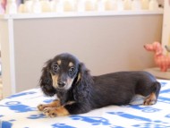 Kaninchen_Dachshund_18921