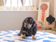 Kaninchen_Dachshund_18928