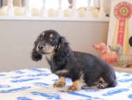 Kaninchen_Dachshund_18931