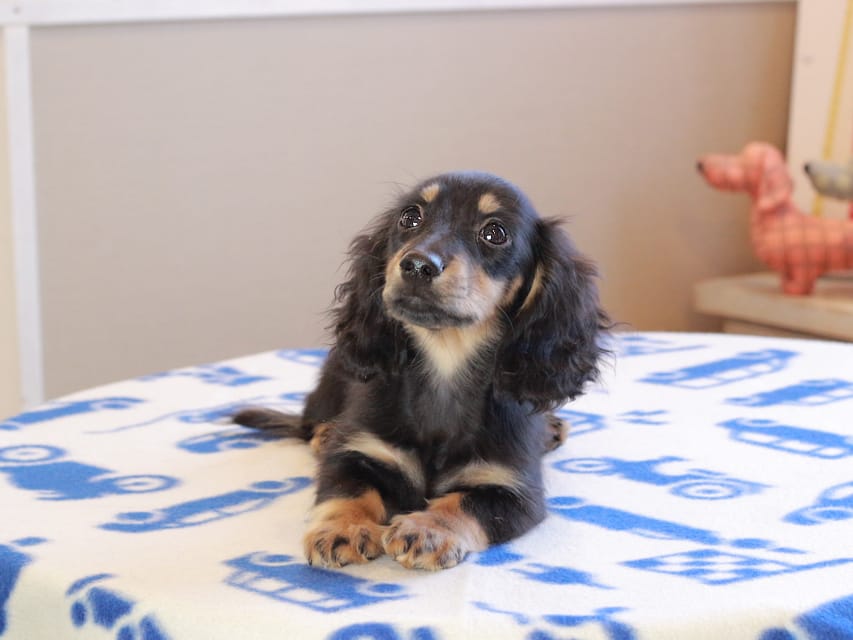 カニンヘンダックスフンド ディンティ & リバティーの子犬 ブラックイエロー 男の子