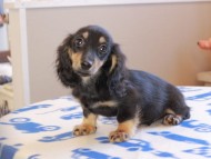 Kaninchen_Dachshund_18951