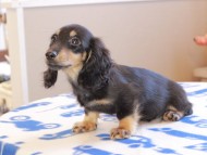 Kaninchen_Dachshund_18953