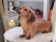 Kaninchen_Dachshund_1897