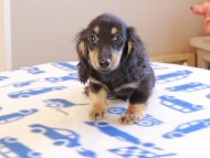 Kaninchen_Dachshund_18971