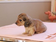 Kaninchen_Dachshund_18984 Kaninchen_Dachshund_18984