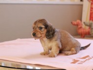 フルーティ ＆ ジルベールの子犬 イエロー 男の子 カニンヘンダックスフンド