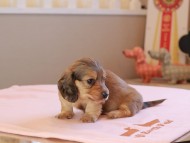 Kaninchen_Dachshund_18991 Kaninchen_Dachshund_18991