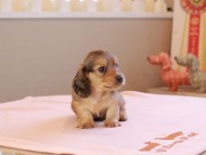 Kaninchen_Dachshund_18997