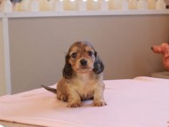 Kaninchen_Dachshund_18999 Kaninchen_Dachshund_18999