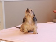 Kaninchen_Dachshund_19002 Kaninchen_Dachshund_19002