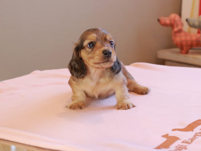 カニンヘンダックスフンド フルーティ & ジルベールの子犬 イエロー 男の子Kaninchen_Dachshund_19004 カニンヘンダックスフンド フルーティ & ジルベールの子犬 イエロー 男の子