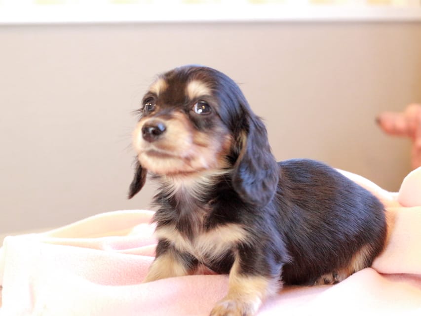 カニンヘンダックスフンド ロージア ＆ ミカゲの子犬 ブラックイエロー 男の子