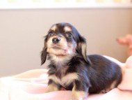 Kaninchen_Dachshund_19023