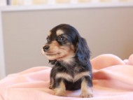 Kaninchen_Dachshund_19026