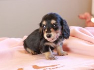 Kaninchen_Dachshund_19027