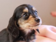Kaninchen_Dachshund_19029