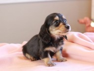 Kaninchen_Dachshund_19030