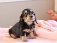 Kaninchen_Dachshund_19032