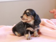 Kaninchen_Dachshund_19033