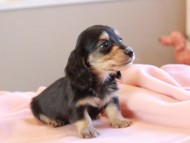 Kaninchen_Dachshund_19035