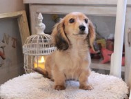 Kaninchen_Dachshund_1908