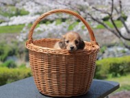 Kaninchen_Dachshund_1911