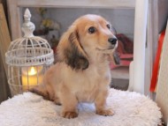 Kaninchen_Dachshund_1914