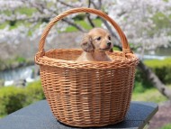 Kaninchen_Dachshund_1914