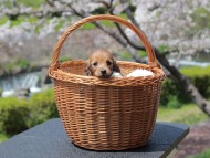 Kaninchen_Dachshund_1921