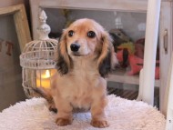 Kaninchen_Dachshund_1924