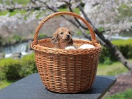 Kaninchen_Dachshund_1924