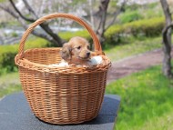 Kaninchen_Dachshund_1933