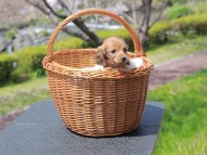 Kaninchen_Dachshund_1934