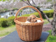 Kaninchen_Dachshund_1940