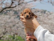 Kaninchen_Dachshund_1944