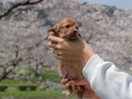 Kaninchen_Dachshund_1951