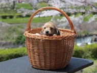 Kaninchen_Dachshund_1958