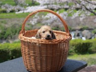 Kaninchen_Dachshund_1961