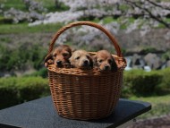 Kaninchen_Dachshund_1977