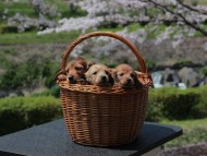 Kaninchen_Dachshund_1980