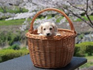 Kaninchen_Dachshund_1993