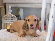 Kaninchen_Dachshund_2002