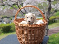 Kaninchen_Dachshund_2002