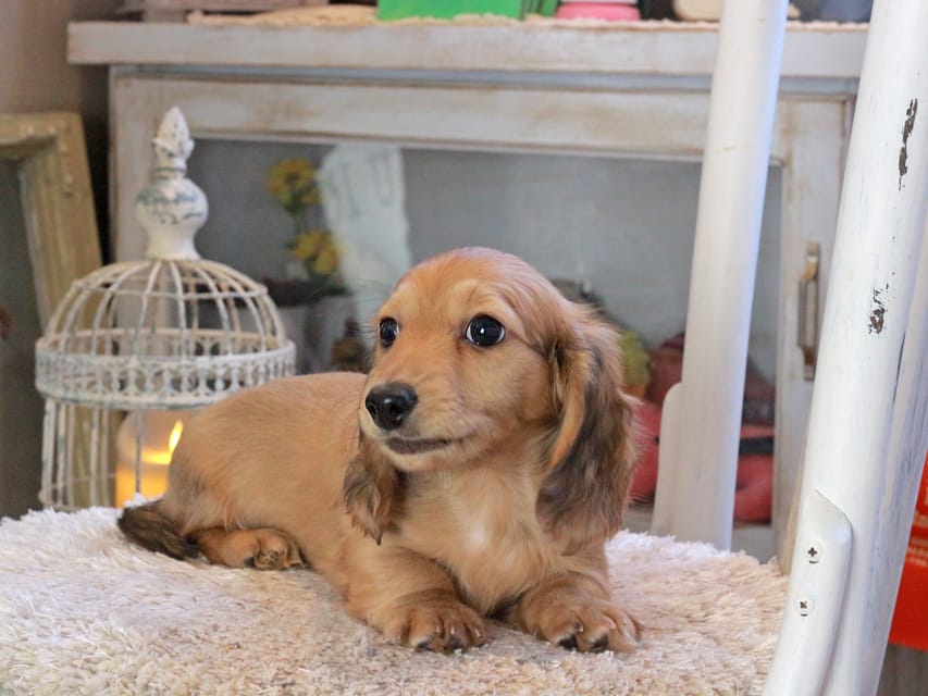 カニンヘンダックスフンド マカナ&ジルベールの子犬 イエロー（クリーム） 男の子