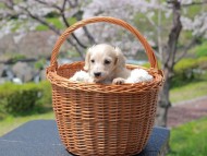 Kaninchen_Dachshund_2005