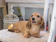 Kaninchen_Dachshund_2007 Kaninchen_Dachshund_2007