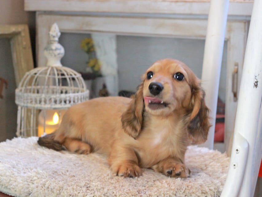 カニンヘンダックスフンド マカナ&ジルベールの子犬 イエロー（クリーム） 男の子