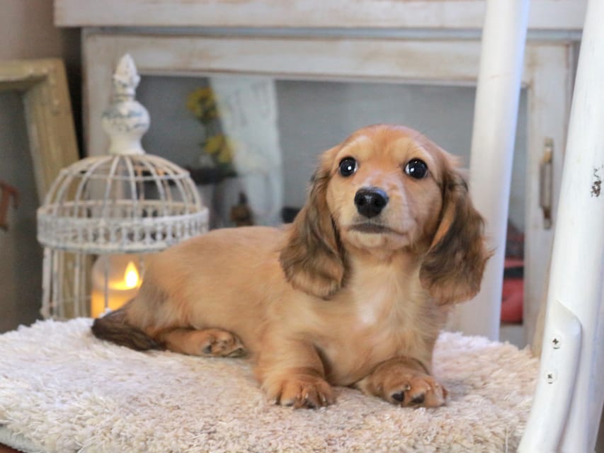 カニンヘンダックスフンド マカナ&ジルベールの子犬 イエロー（クリーム） 男の子