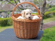 Kaninchen_Dachshund_2011